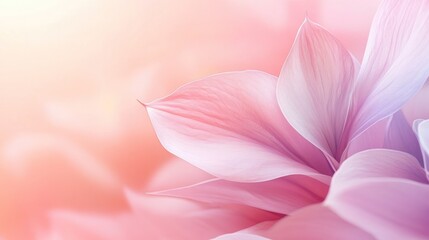 Fototapeta premium Pastel Pink Flower Petals: A Soft and Dreamy Floral Image