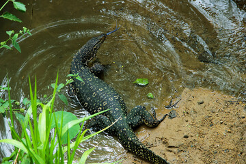 monitor lizard in Sri Lanka