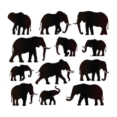 Elephant vector set with a white background