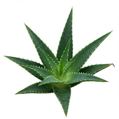 Top view of a spiral-patterned green aloe plant with serrated leaves.