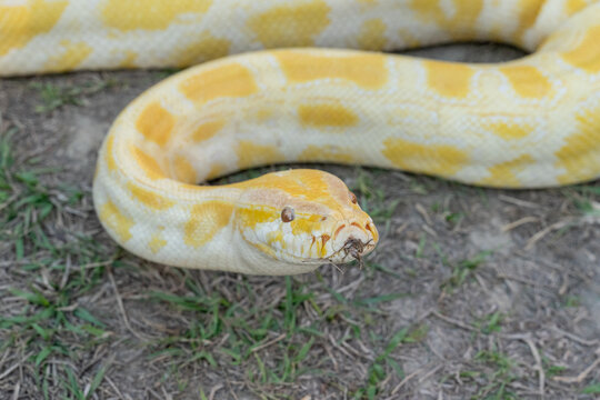 A stunning yellow Burmese python is sprawled across a vibrant green lawn, its sleek, golden scales gleaming under the sunlight. The intricate patterns on its body showcase the natural beauty