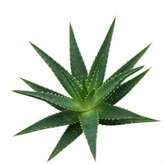 Aloe vera plant with pointed green leaves on a white background.