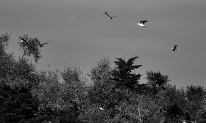 Bandadas de pájaros volando