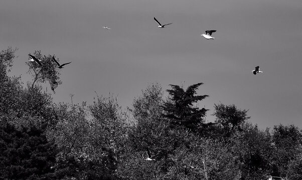 Bandadas de p&aacute;jaros volando