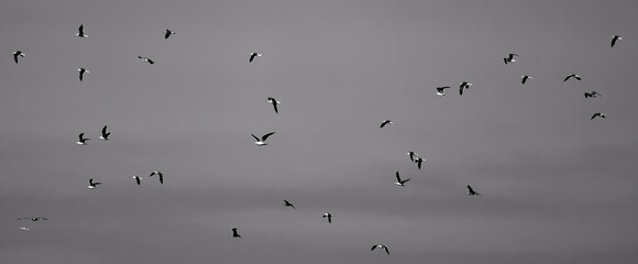 Bandadas de pájaros volando