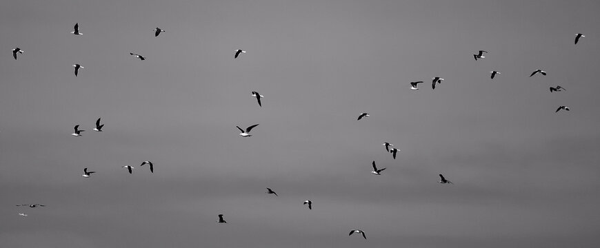 Bandadas de p&aacute;jaros volando