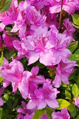 Blooming bush of pink azalea flowers at South Korea. royal azalea. Floral spring pink background, close up view. flowering shrubs in the genus Rhododendron.