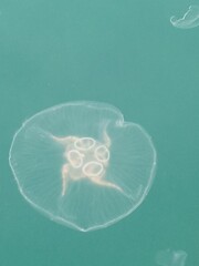 Bosporusqualle (Meduse), Istanbul, T&uuml;rkei