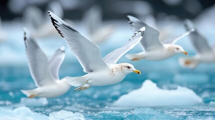 Seagulls flying over icy ocean, glacier background; nature scene