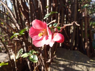 Winterblume, 18.01.25