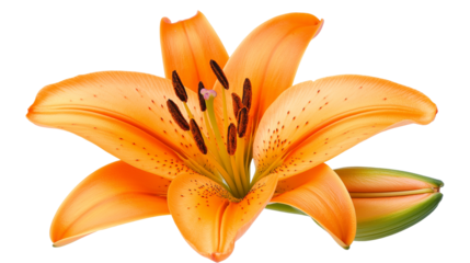 Orchid Flower Of Summer Day isolated on a white background