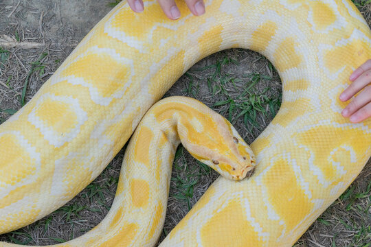 A stunning yellow Burmese python is sprawled across a vibrant green lawn, its sleek, golden scales gleaming under the sunlight. The intricate patterns on its body showcase the natural beauty