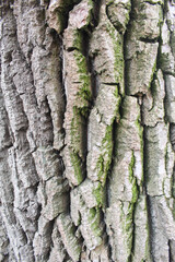 natural background texture tree bark closeup