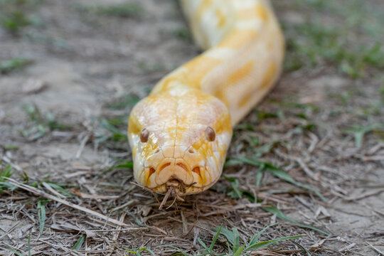 A stunning yellow Burmese python is sprawled across a vibrant green lawn, its sleek, golden scales gleaming under the sunlight. The intricate patterns on its body showcase the natural beauty