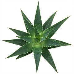 Top view of a spiral-patterned green aloe plant with serrated leaves.
