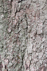 Naklejka premium natural background texture tree bark close-up