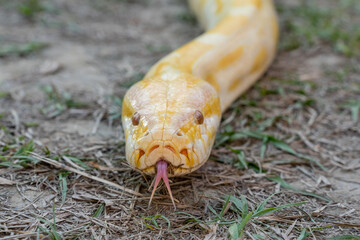A stunning yellow Burmese python is sprawled across a vibrant green lawn, its sleek, golden scales...
