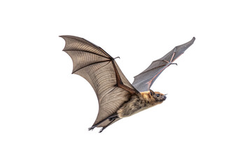 Fototapeta premium A detailed bat mid-flight, wings spread wide, showcasing fine veining and textured fur. Isolated on a transparent background for dramatic contrast