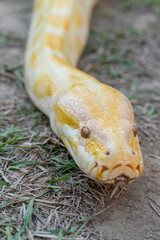 A stunning yellow Burmese python is sprawled across a vibrant green lawn, its sleek, golden scales...