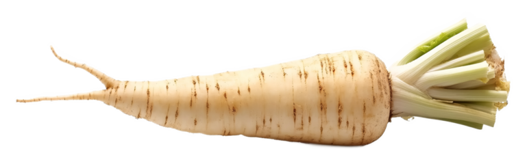 Front view of parsnip vegetable isolated against a white background
