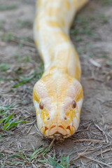 A stunning yellow Burmese python is sprawled across a vibrant green lawn, its sleek, golden scales gleaming under the sunlight. The intricate patterns on its body showcase the natural beauty
