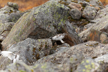 Schneehuhn springt über Felsen. Schneehühner in Lappland - Schweden im Herbst