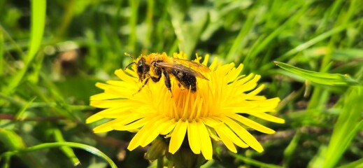 Honey bee covered in pollen collecting nectar from yellow dandelion flower © Oleksandr