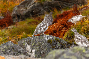 Schneehuhn auf dem Fels. Schneehühner in Lappland - Schweden im Herbst