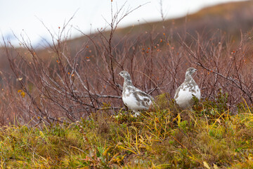 Schneehühner in Lappland - Schweden im Herbst