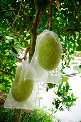 Cluster of jackfruits inside white polypropylene protection bag with room to growth at fruit...