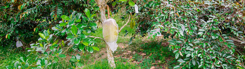 Panorama view star apple Chrysophyllum caimito and jackfruit in white polypropylene protection bag...