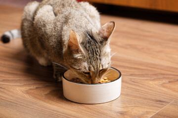 The domestic cat eating dry food from a ceramic bowl on a wooden floor. Shallow focus.