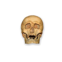 Anatomical Model of the Human Skull Designed Specifically for Educational Purposes and Learning