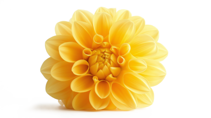 Yellow flower isolated on a white background