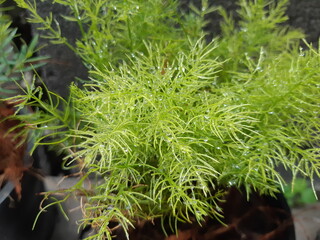 Tiny droplets of water that form on the surface of leaves