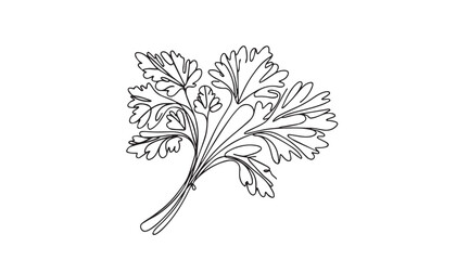hand drawn celery line art