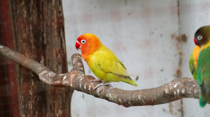 cute and colorful lovebird agapornis fischery perching on the branch. Fischer's lovebird	