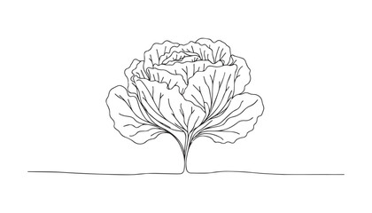 hand drawn illustration of Cabbage