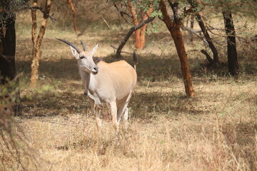 Afrika Reise