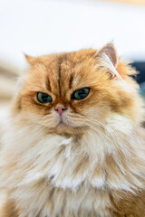 Elegant NY11 Female British Longhair Cat with Luxurious Golden Fur and Expressive Green Eyes in a Close-Up Portrait