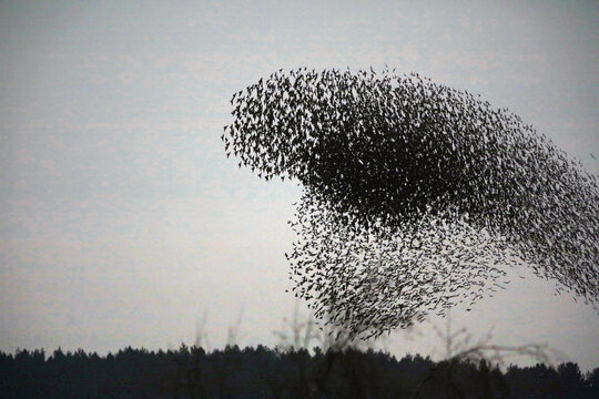 รูปภาพMurmuration – เลือกดูภาพถ่ายสต็อก เวกเตอร์ และวิดีโอ810,390 ...