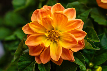 Close-Up of Vibrant Orange Dahlia Flower Blooming Amidst Lush Green Foliage in Natural Outdoor Setting