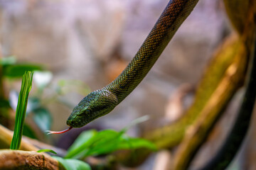 Close-Up of Green Tree Python (Morelia viridis) with Forked Tongue in a Lush Tropical Habitat