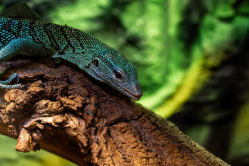 Vivid Close-Up of Emerald Tree Monitor (Varanus prasinus) Resting on Textured Bark in a Tropical Habitat