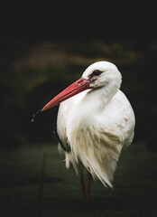 Weißstorch (Ciconia ciconia)