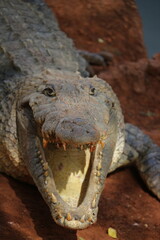 Krokodil