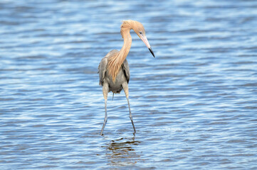 Reddish Egret (Egretta rufescens) hunting in shallow water, Merritt Island, Florida, United States.