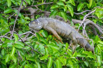 Green Iguana (Iguana iguana) ilying down on branch, Florida, U.S.A.