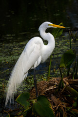 Great Egret (Ardea alba) in breeding plumage in tree, Florida