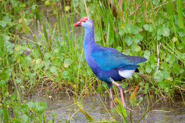 Purple Swamphen (Porphyrio Porphyrio) in wetland, Wakodahatchee wetland, Florida, USA.